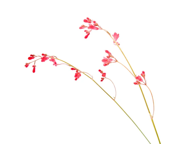 Heuchera sanguinea ("sinos de coral"), picos de flores, isolados — Fotografia de Stock