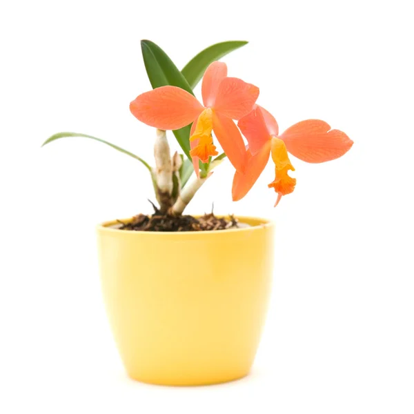 Small bright orange flowering cattleya orchid in yellow pot; iso Royalty Free Stock Images