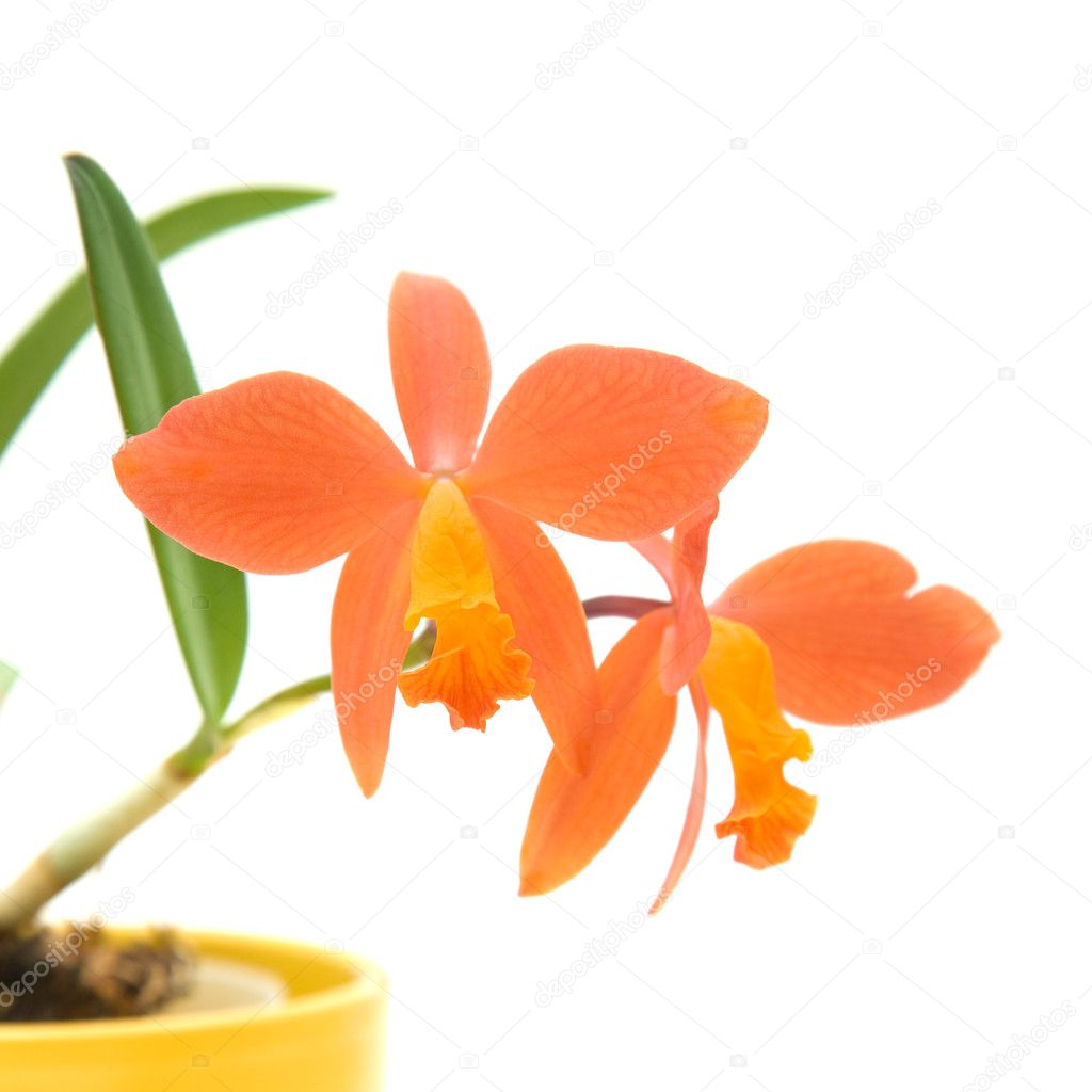 Small bright orange flowering cattleya orchid in yellow pot; iso