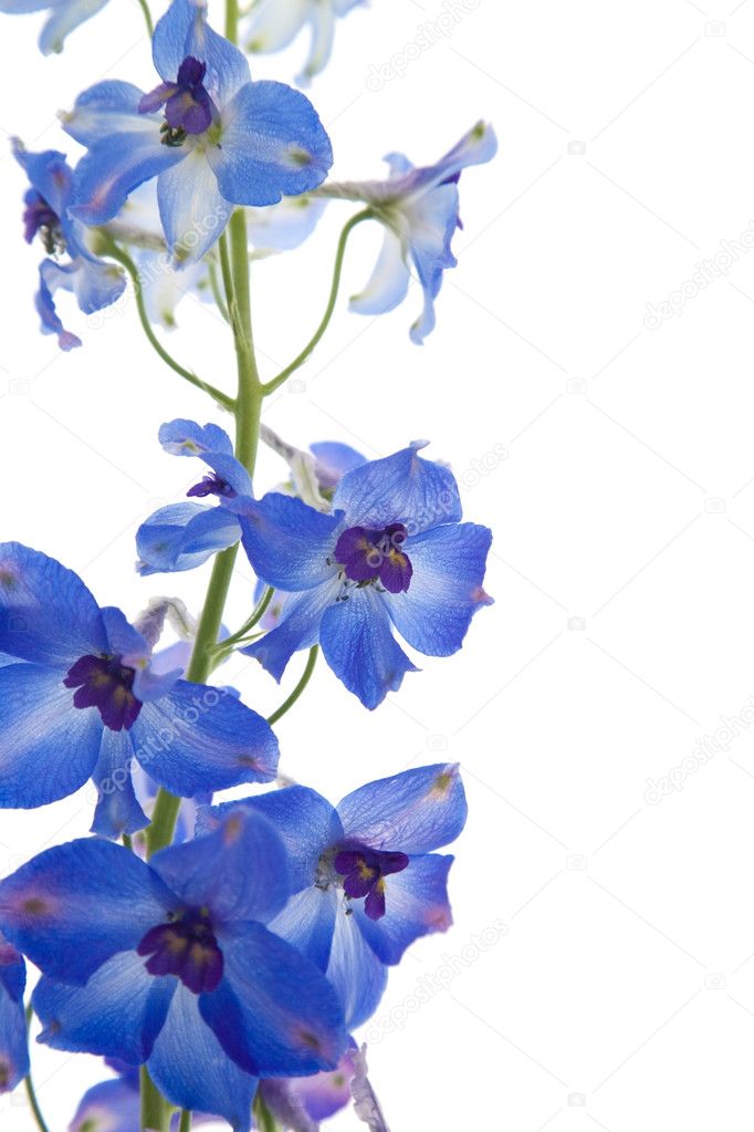 Bright blue delphinium flower;