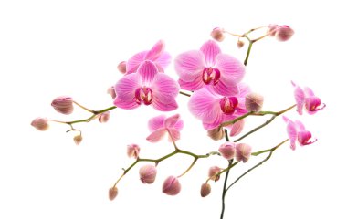 Abundant flowering of pink stripy phalaenopsis orchid isolated on white; clipart