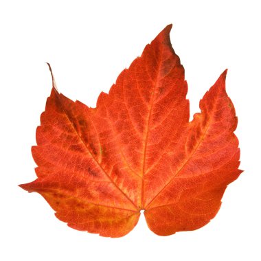 Beautiful colorful autumnal leaf of wild grape (Vitis); isolated on white background clipart