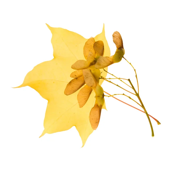 Bordo outonal folha amarela translúcida e aglomerado de sementes; isolado em branco — Fotografia de Stock