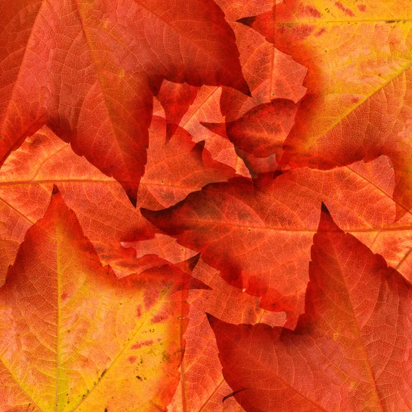 Beautiful colorful autumnal leaf of wild grape (Vitis);background, not repe — Stock Photo, Image