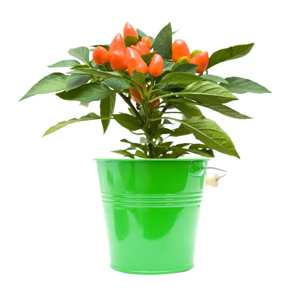 Top Van Oranje Sier Capsicum Planten Geïsoleerd Wit — Stockfoto