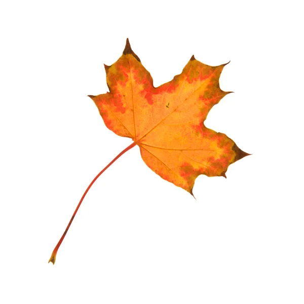 Mooie Herfst Esdoornblad Geïsoleerd Witte Achtergrond — Stockfoto