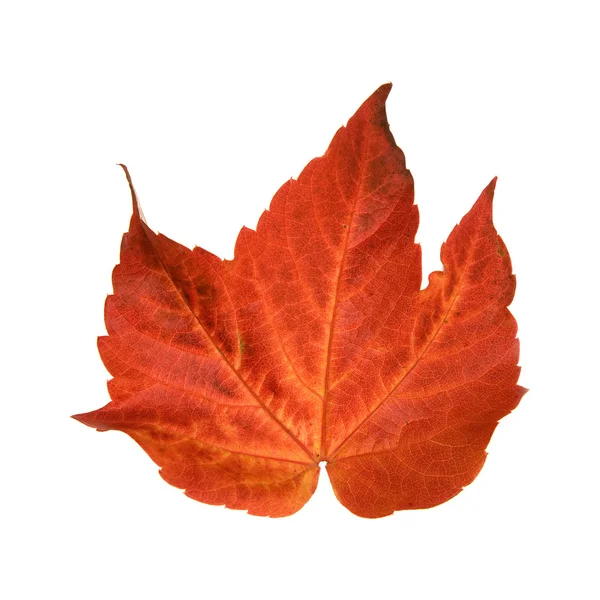 Beautiful colorful autumnal leaf of wild grape (Vitis); isolated on white b — Stock Photo, Image