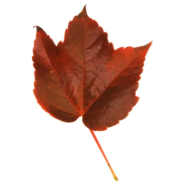 Beautiful colorful autumnal leaf of wild grape (Vitis); isolated on white b — Stock Photo, Image