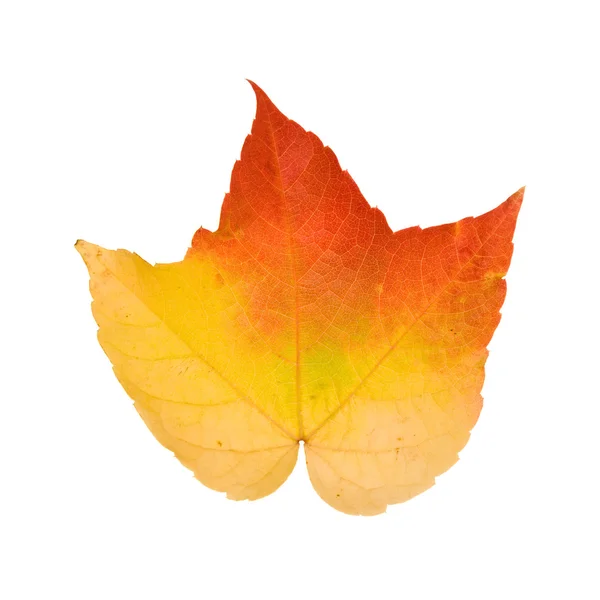 Όμορφη πολύχρωμα φθινοπωρινό φύλλο άγρια σταφυλιού (Vitis)? απομονώνονται σε λευκό β — Φωτογραφία Αρχείου
