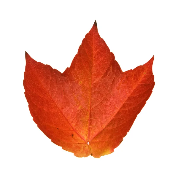 Красивые Красочные Осенние Листья Дикого Винограда Витис Изолированные Белом Фоне — стоковое фото