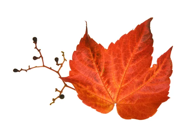 漂亮的多彩秋天叶子的野生山葡萄 (葡萄);孤立对白色 b — 图库照片