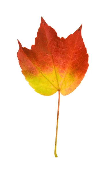 Красивые Красочные Осенние Листья Дикого Винограда Витис Изолированные Белом Фоне — стоковое фото