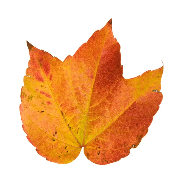 Цветной осенний лист дикорастущего винограда (витис); изолирован на белом — стоковое фото