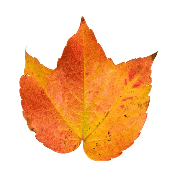 Prachtige Kleurrijke Herfst Blad Van Wild Druif Vitis Geïsoleerd Witte — Stockfoto