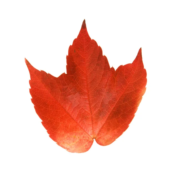 Krásné Barevné Podzimní Listí Divoké Hroznů Vitis Izolované Bílém Pozadí — Stock fotografie