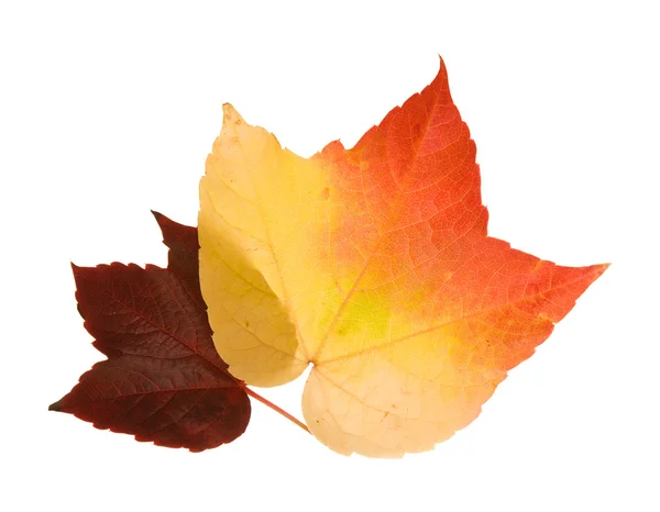 Beautiful Colorful Autumnal Leaf Wild Grape Vitis Isolated White Background — Stock Photo, Image