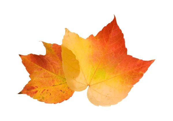 Krásné barevné podzimní listí divoké hroznů (Vitis); izolované na bílém b — Stock fotografie