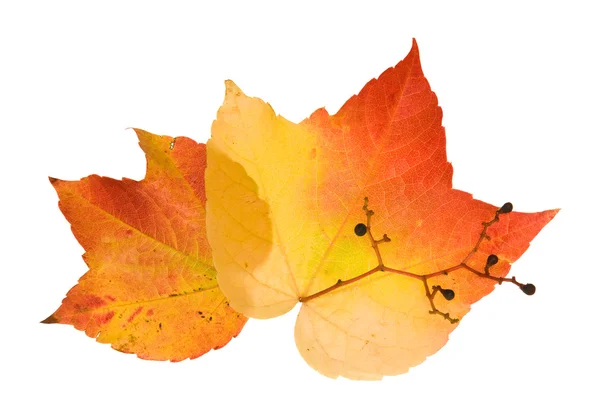 Krásné Barevné Podzimní Listí Divoké Hroznů Vitis Izolované Bílém Pozadí — Stock fotografie