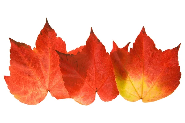 Piękny Kolorowy Liść Jesienny Dzikich Winogron Vitis Trzy Utwory Ułożone — Zdjęcie stockowe