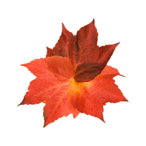Beautiful Colorful Autumnal Leaf Wild Grape Vitis Three Pieces Arranged — Stock Photo, Image