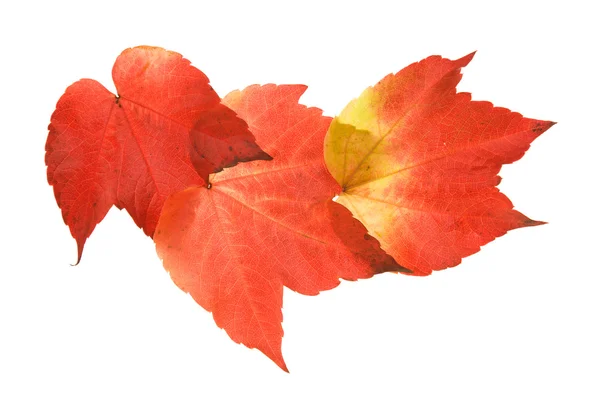 Schöne farbenfrohe Herbstblätter von wilden Trauben (Vitis); drei Stücke aneinandergereiht — Stockfoto