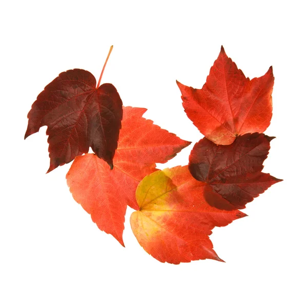 Piękny Kolorowy Liść Jesienny Dzikich Winogron Vitis Pięć Sztuk Krzywoliniowych — Zdjęcie stockowe