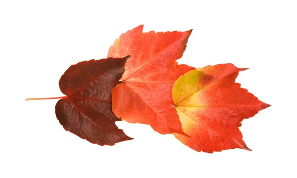 Piękny Kolorowy Liść Jesienny Dzikich Winogron Vitis Pięć Sztuk Zorganizować — Zdjęcie stockowe