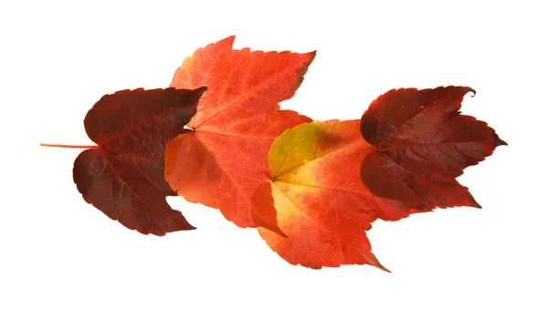 Beautiful colorful autumnal leaf of wild grape (Vitis); four pieces arrange — Stock Photo, Image