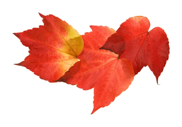 Gyönyörű színes őszi levél vad szőlő (Vitis); három darab ási megáll — Stock Fotó