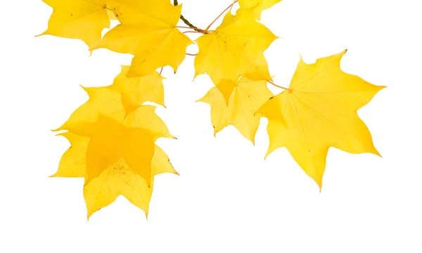 Autumnal maple branch with translucent yellow leaves, isolated on white bac — Stock Photo, Image