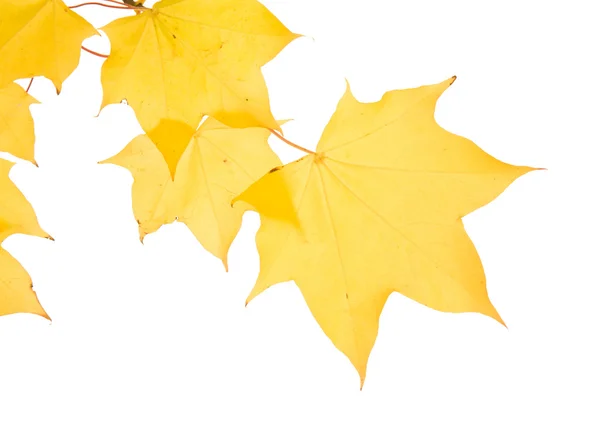 Podzimní Javor Větev Průsvitnou Žluté Listy Semena Clusteru Izolované Bílém — Stock fotografie