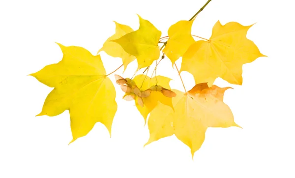 半透明の黄色の葉と種子クラスター 秋のメープルの枝白い背景で隔離 — ストック写真