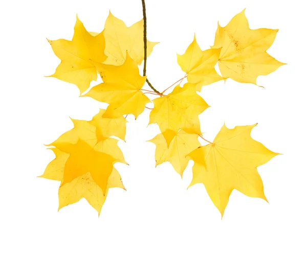 半透明の黄色の葉と種子クラスター 秋のメープルの枝白い背景で隔離 — ストック写真