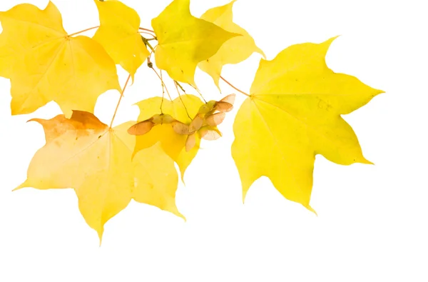 Autumnal maple branch with translucent yellow leaves and seed cluster; isol — Stock Photo, Image
