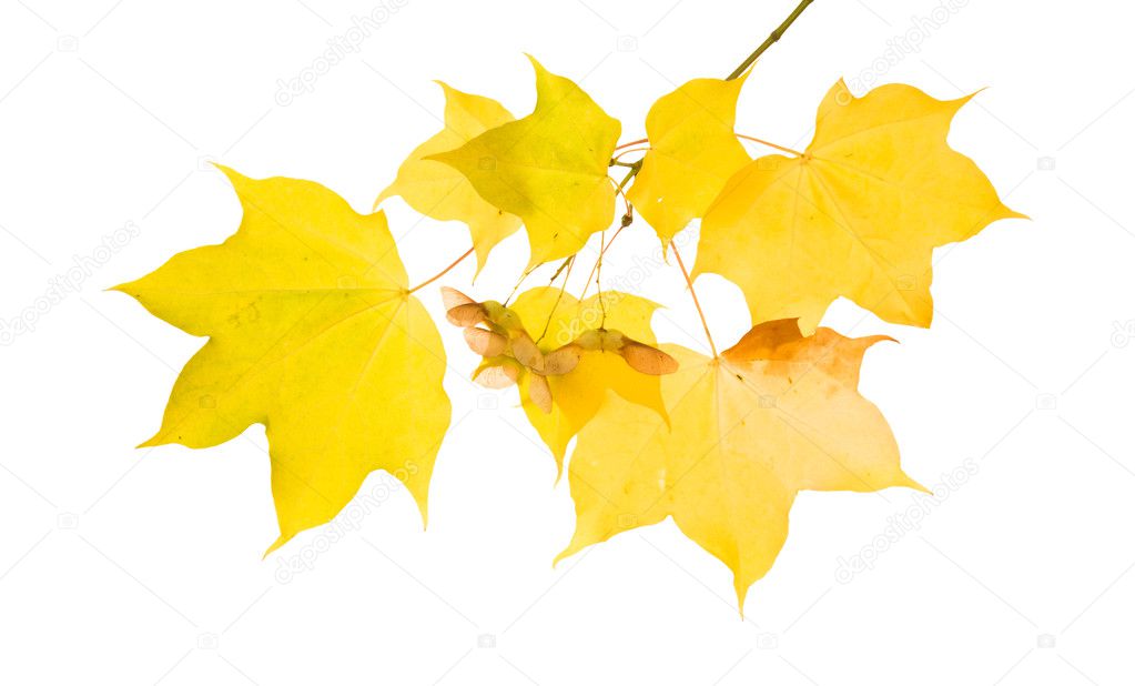 Autumnal maple branch with translucent yellow leaves and seed cluster; isolated on white background;