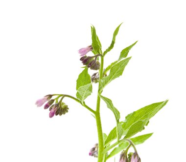 Karakafes (Symphytum officinale) bitki çiçekli; beyaz izole