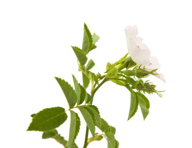 Rosa canina; Köpek gül; beyaz izole