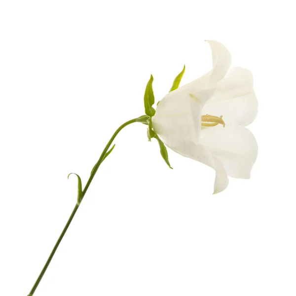 Beyaz Çan Çiçeği Bellflower Beyaz Izole — Stok fotoğraf