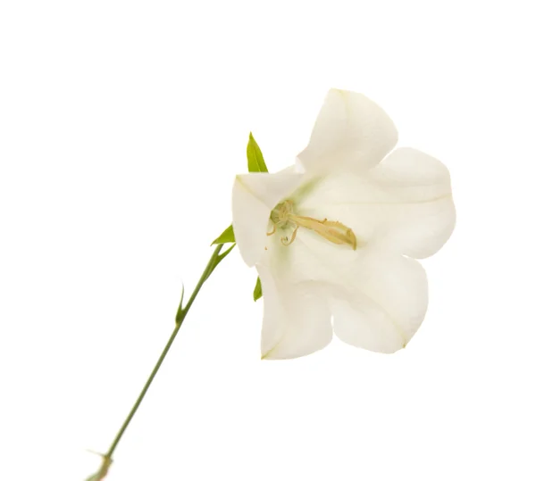 White Campanula Bellflower Isolated White — Stock Photo, Image