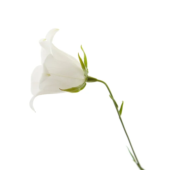 Campanula bianca (campanula); isolata su bianco — Foto Stock