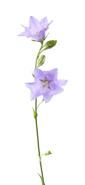 Mavi çan çiçeği (bellflower); beyaz izole — Stok fotoğraf