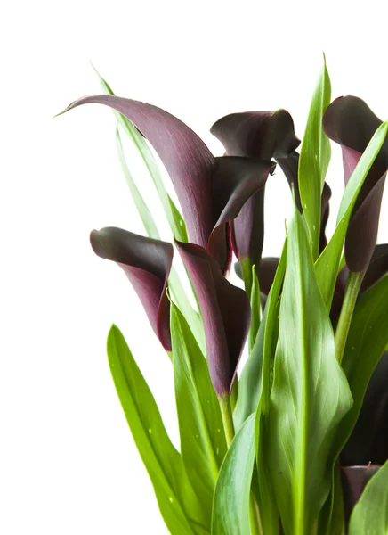 Donkere Paarse Zwarte Calla Lelie Planten Geïsoleerd Witte Achtergrond — Stockfoto