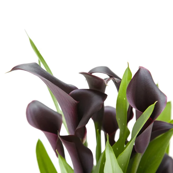 Lys calla violet foncé ("noir") isolé sur fond blanc — Photo