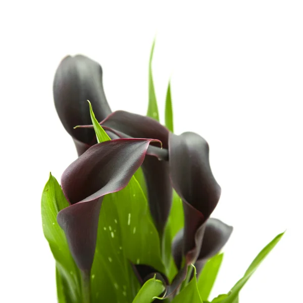 Dunkellila Schwarze Calla Lilienpflanze Isoliert Auf Weißem Hintergrund — Stockfoto