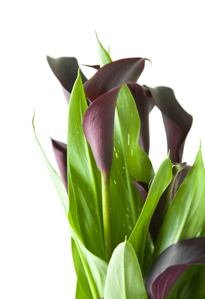 Donkere paarse ("zwarte") calla lelie planten geïsoleerd op witte CHTERGRO — Stockfoto