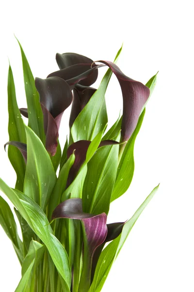 Donkere Paarse Zwarte Calla Lelie Planten Geïsoleerd Witte Achtergrond — Stockfoto