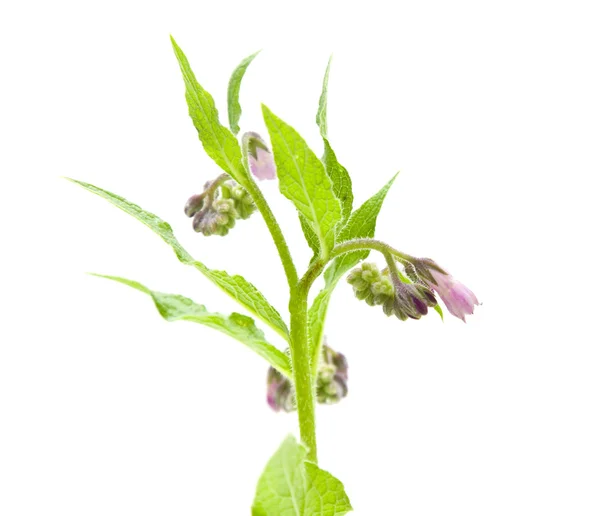 Fleur Consoude Symphytum Officinale Herbacée Isolée Sur Blanc — Photo