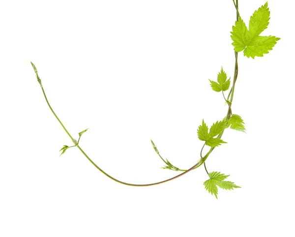 Two Entwined Young Hops Plant Shoots Isolated — Stock Photo, Image