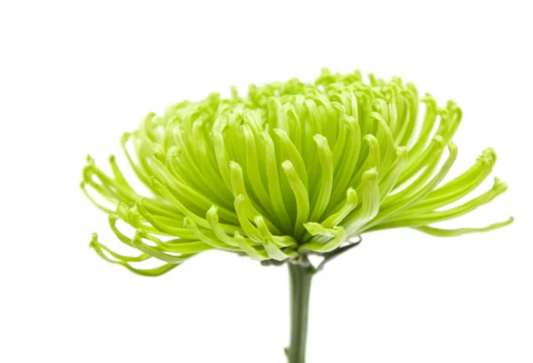 Einzelne grüne Chrysanthemen; isoliert auf weiß — Stockfoto