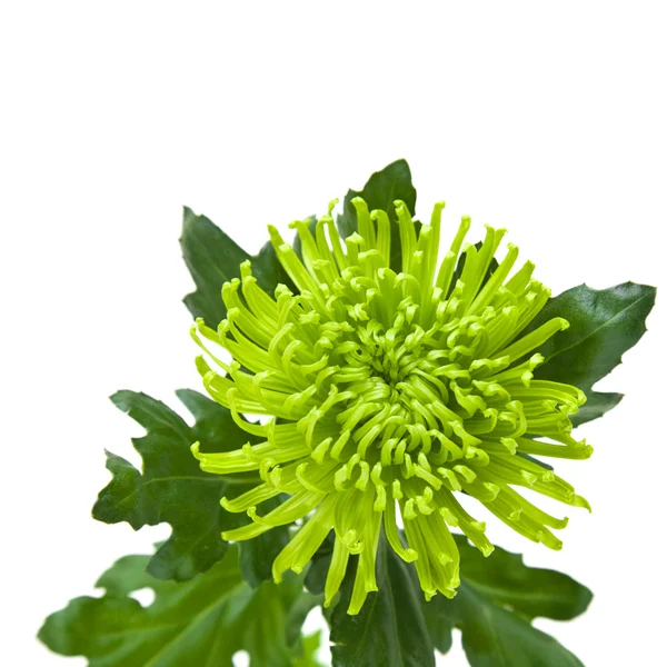 1 つの緑の菊。白で隔離 — ストック写真